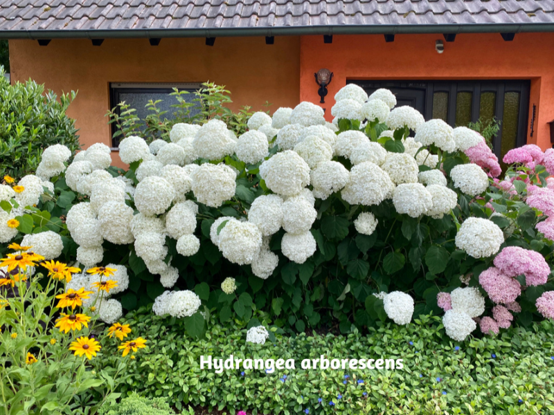 Six Types Of Hydrangeas | Flowers, Shrub, Gardening | Blooming Secrets
