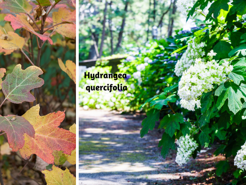 Six Types Of Hydrangeas | Flowers, Shrub, Gardening | Blooming Secrets