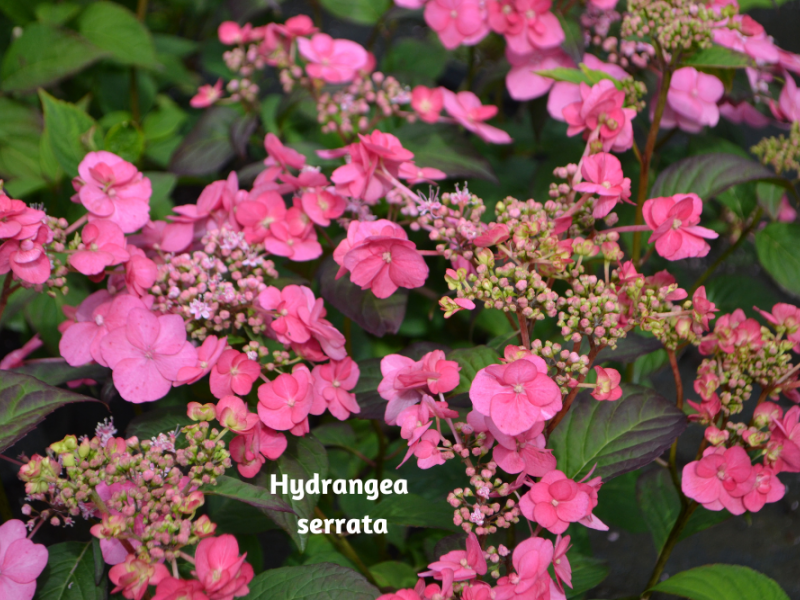 Six Types Of Hydrangeas | Flowers, Shrub, Gardening | Blooming Secrets