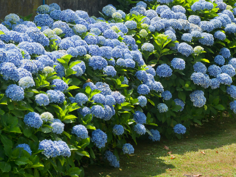 Six Types Of Hydrangeas | Flowers, Shrub, Gardening | Blooming Secrets