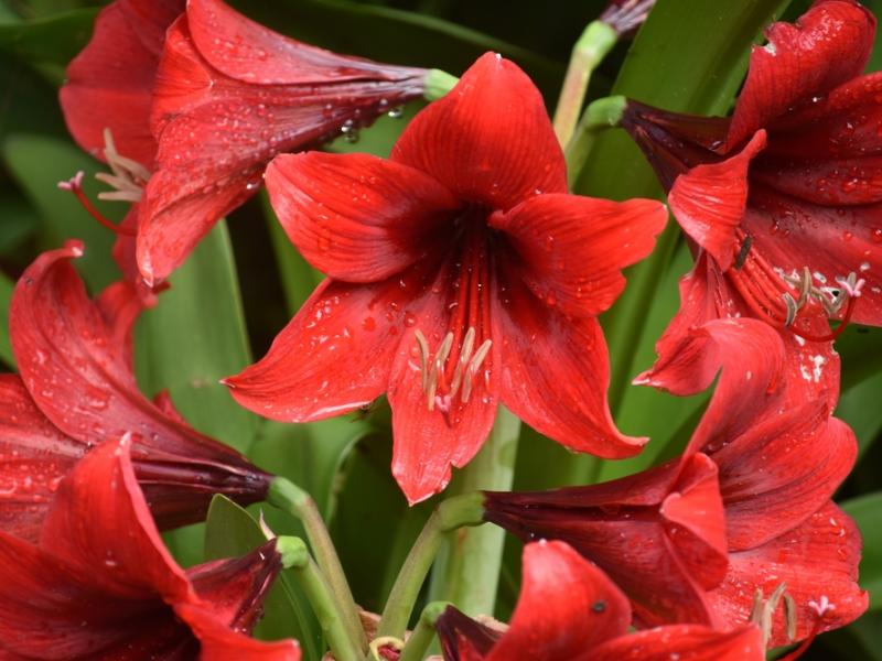 Fascinating Facts Of Amaryllis | Flowers, Gardening | Blooming Secrets