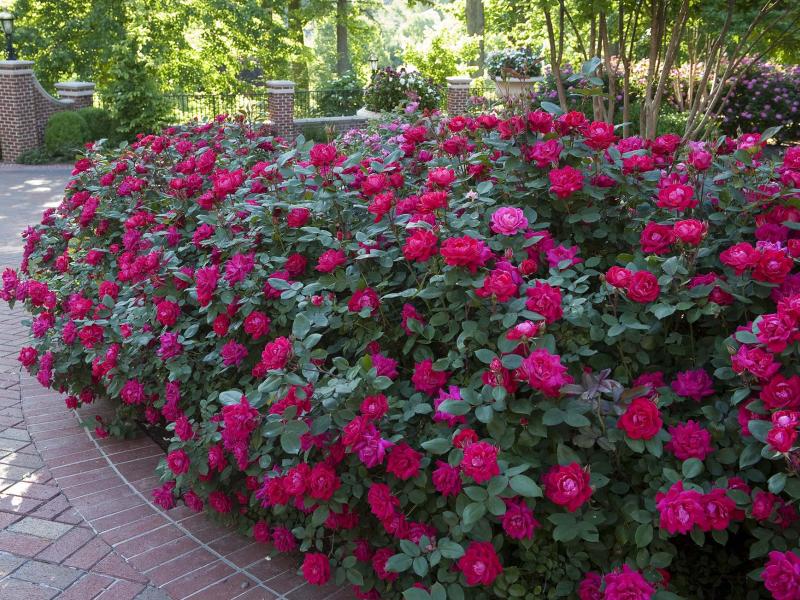 Celebrate Knock Out Roses | Roses, Flowers, Gardening | Blooming Secrets
