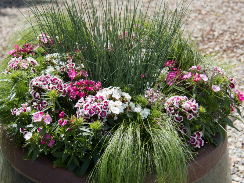 Tips On Designing Colorful Garden Containers | Gardening | Blooming Secrets