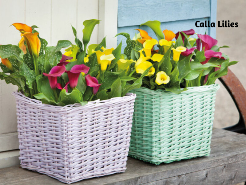 Tips On Growing Summer Bulbs In Containers | Gardening | Blooming Secrets