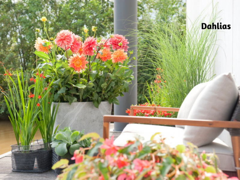 Tips On Growing Summer Bulbs In Containers | Gardening | Blooming Secrets