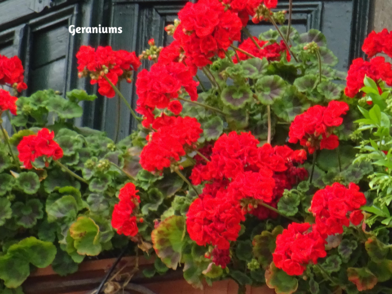 Flowers For A Sunny Window Box | Blooms, Gardening | Blooming Secrets