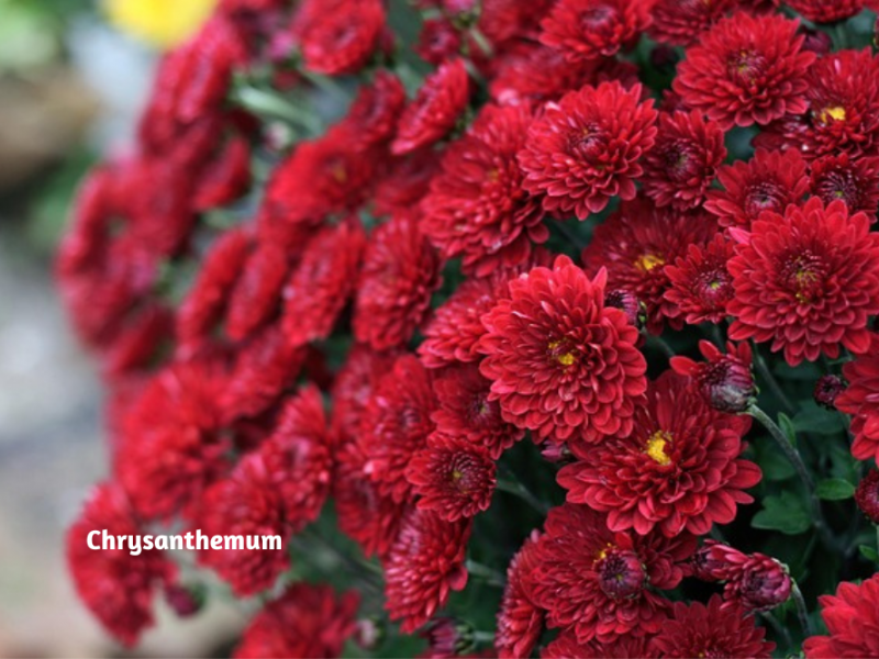 Colorful Fall Perennial Blooms | Flowers, Gardening | Blooming Secrets