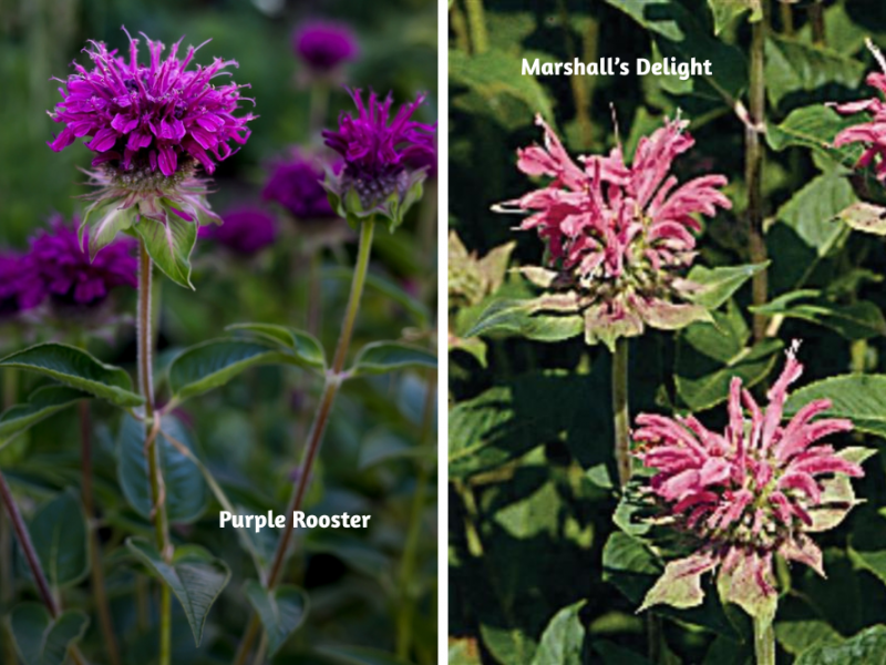 thumbnail image 2 of Toadstool Seeds Bee Balm Mix – 100 Seeds – Purple, Pink, White – Attracts Hummingbirds 2 of 6