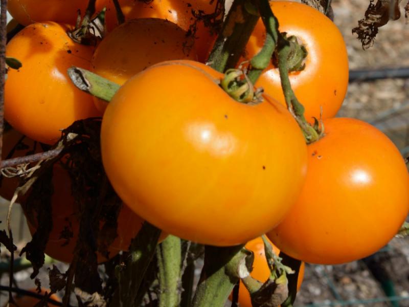 Tomatoes Tomato, Fruit, Vegetable, Gardening BloomingSecrets
