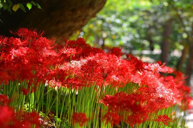 Tips On Growing Spider Lilies | Lycoris, Gardening | Blooming Secrets