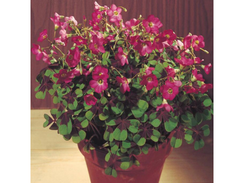 Iron Cross Oxalis 4Leaf Clover, Flowers, Gardening Blooming Secrets