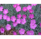 Dianthus 3 Pack