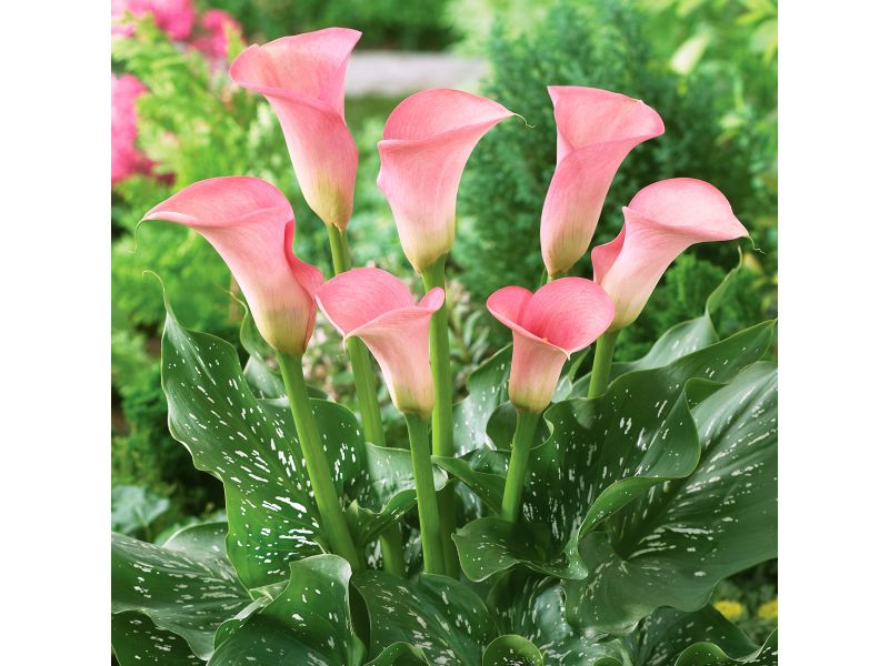 Auckland Calla Lily Calla Lily, Flower, Gardening Blooming Secrets