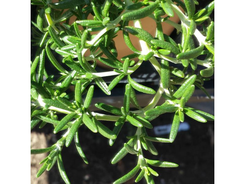 Trailing Rosemary 4Inch Pot Herbs, Gardening Blooming Secrets