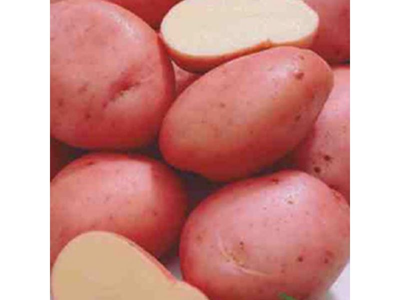 Dark Red Norland Potato Veggies, GMO Free, Gardening Blooming Secrets