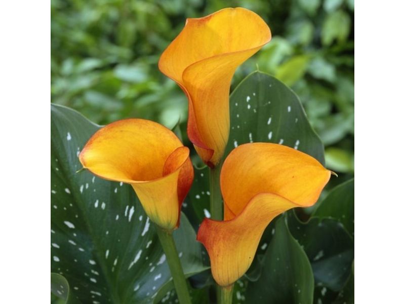 Lady Marmalade Calla Lily Flowers, Gardening Blooming Secrets