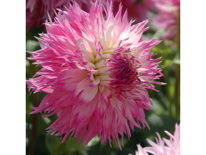 Pinelands Princess Dahlia | Dahlia, Flowers, Gardening | Blooming Secrets