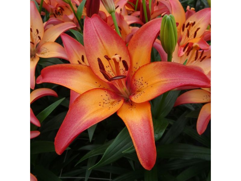 Royal Sunset Lily Lily, Flowers, Gardening Blooming Secrets