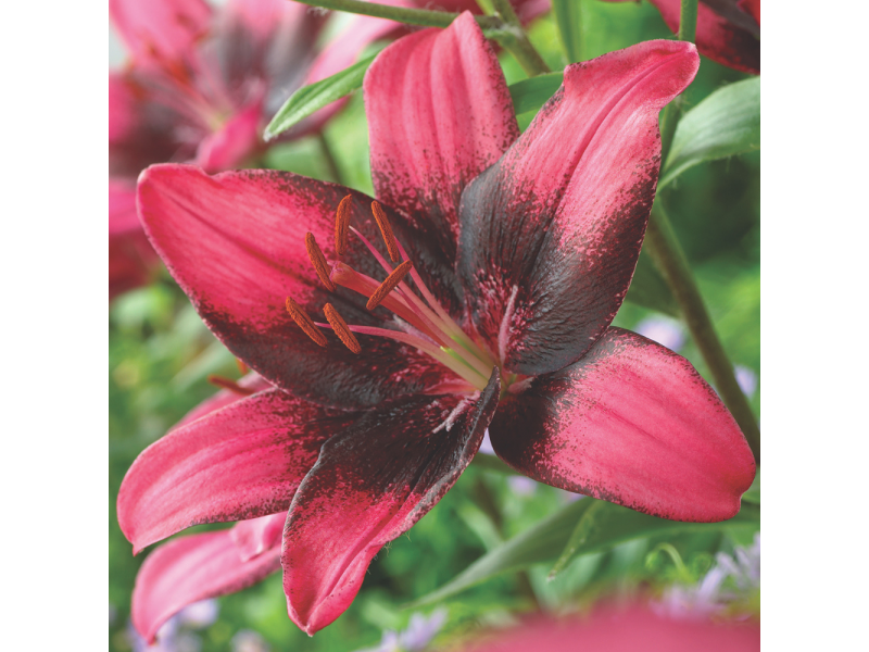 Purple Eye Lily Asiatic Lily, Lily, Gardening Blooming Secrets