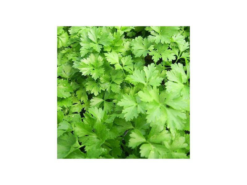Italian Parsley 4inch Pot Herbs, Gardening Blooming Secrets